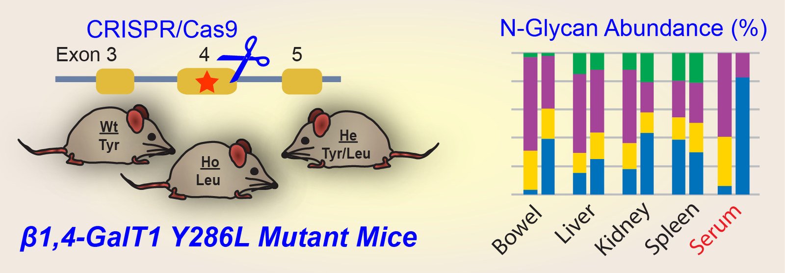 Graphical abstract: enzymatic cascade.