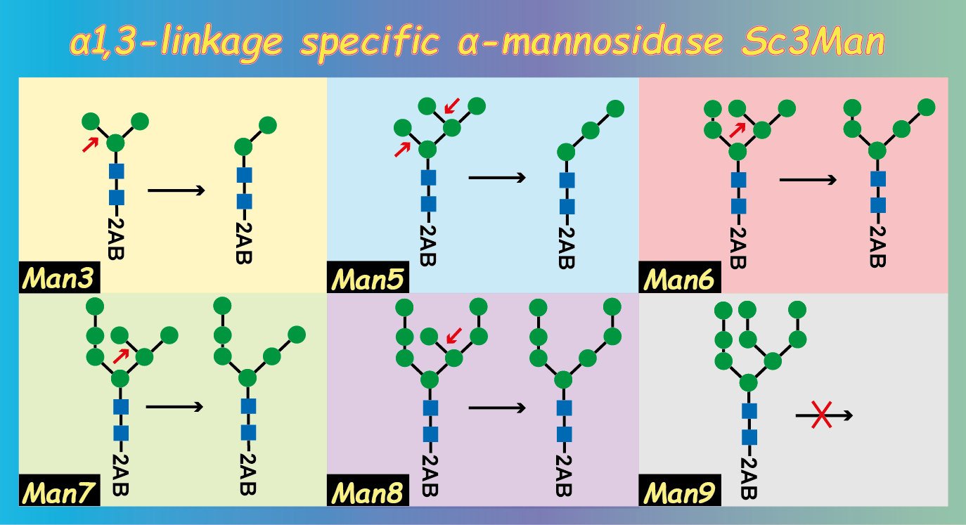 Graphical abstract: enzyme characterisation.