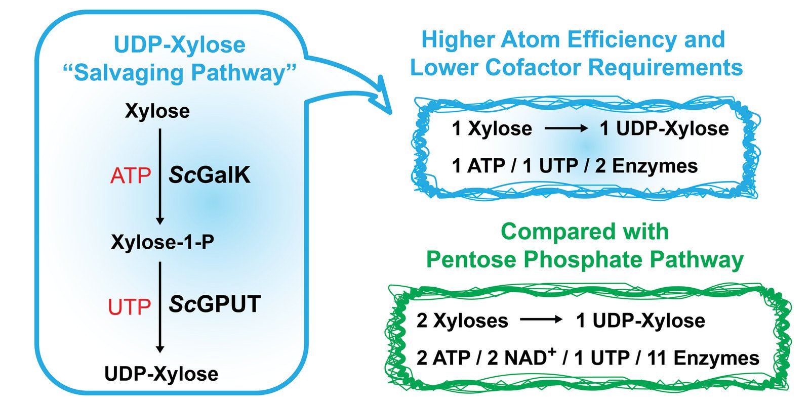 Graphical abstract: substrate recognition.