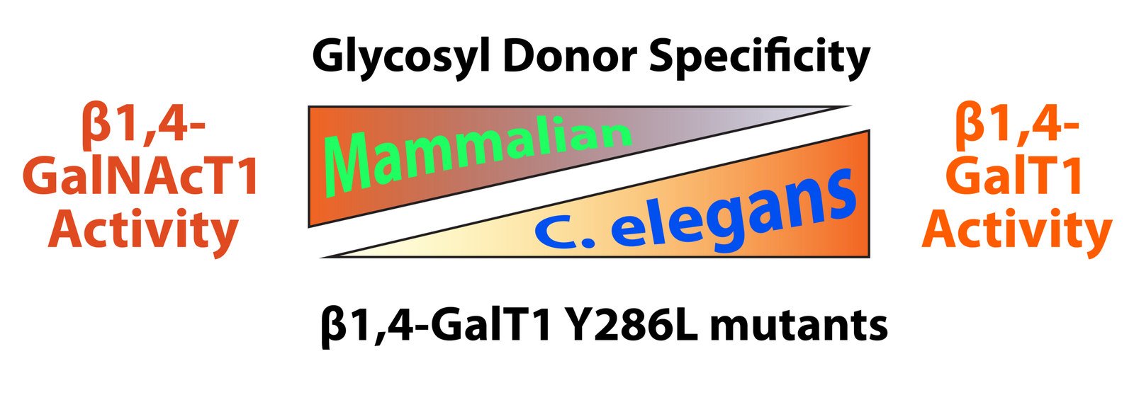 Graphical abstract: an enzymatic route to a rare sugar.