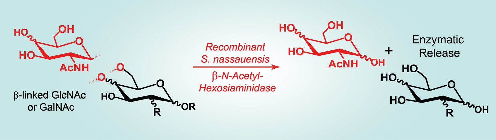 Graphical abstract: chemoenzymatic synthesis.
